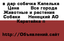 в дар собачка Капелька › Цена ­ 1 - Все города Животные и растения » Собаки   . Ненецкий АО,Каратайка п.